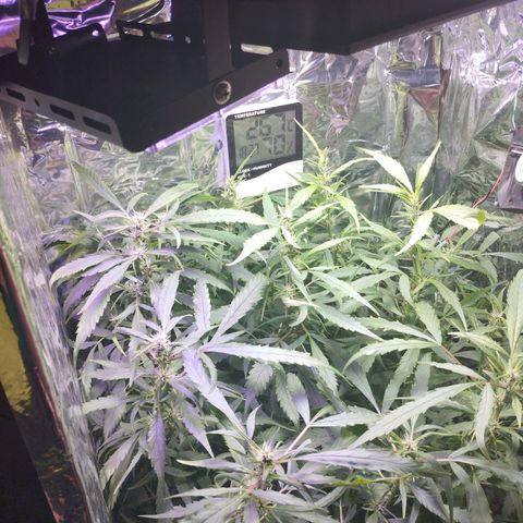 Skunk da matinha ♀️ growlog timeline photo