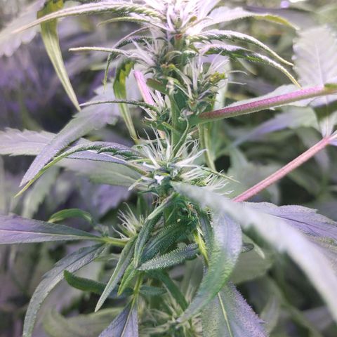 Skunk da matinha ♀️ growlog timeline photo