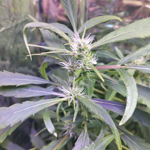 Skunk da matinha ♀️ growlog timeline photo
