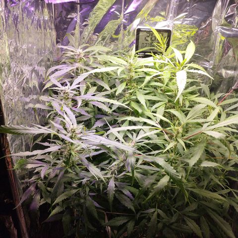 Skunk da matinha ♀️ growlog timeline photo