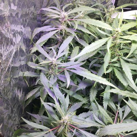 Skunk da matinha ♀️ growlog timeline photo