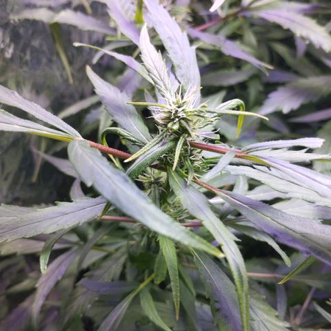 Skunk da matinha ♀️ growlog timeline photo