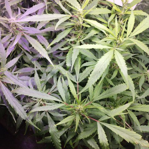 Skunk da matinha ♀️ growlog timeline photo