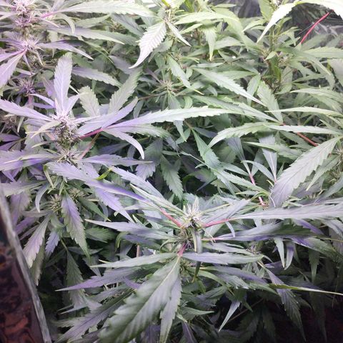 Skunk da matinha ♀️ growlog timeline photo