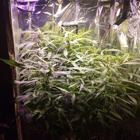 Skunk da matinha ♀️ growlog timeline photo