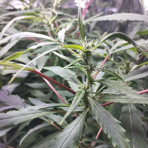 Skunk da matinha ♀️ growlog timeline photo
