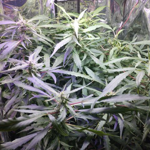 Skunk da matinha ♀️ growlog timeline photo