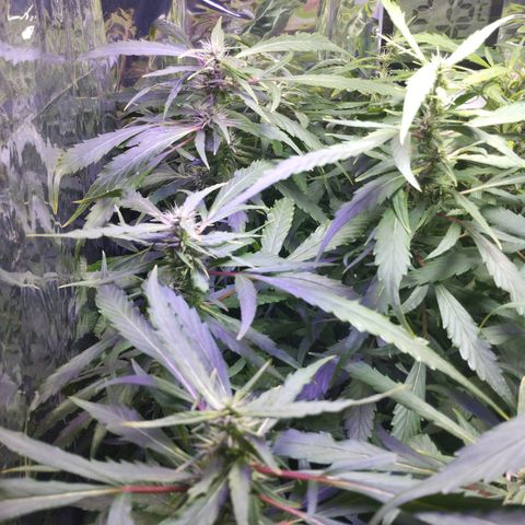 Skunk da matinha ♀️ growlog timeline photo