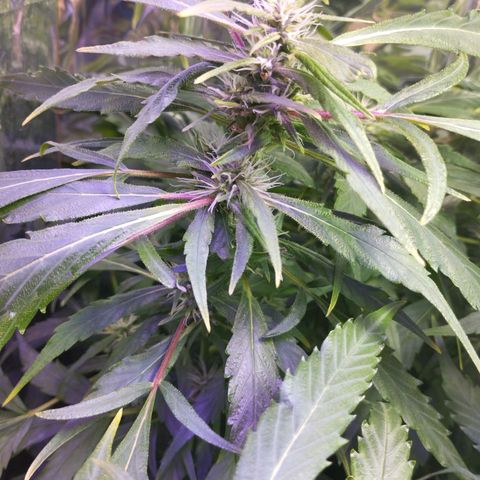 Skunk da matinha ♀️ growlog timeline photo