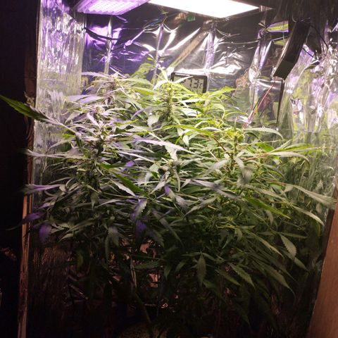 Skunk da matinha ♀️ growlog timeline photo