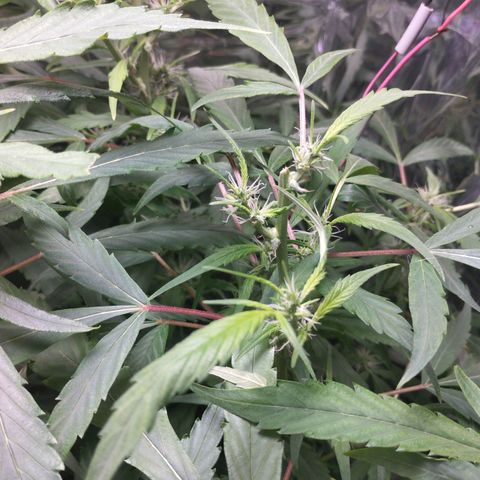 Skunk da matinha ♀️ growlog timeline photo