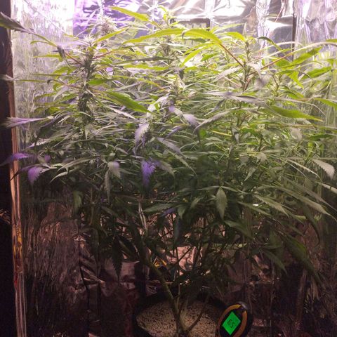 Skunk da matinha ♀️ growlog timeline photo