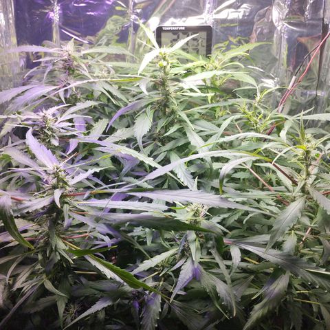 Skunk da matinha ♀️ growlog timeline photo