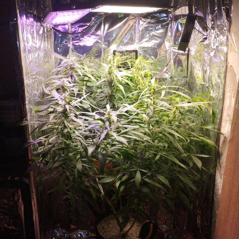 Skunk da matinha ♀️ growlog timeline photo