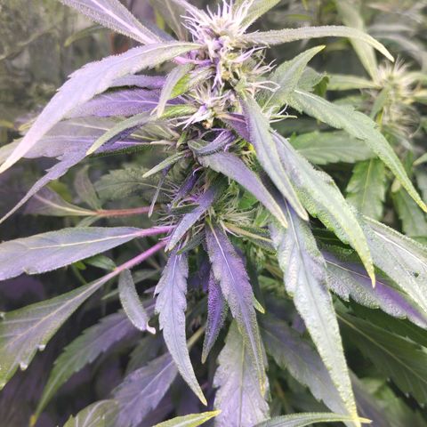 Skunk da matinha ♀️ growlog timeline photo