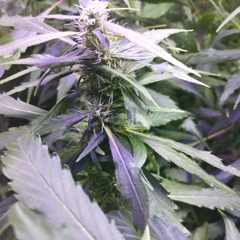 Skunk da matinha ♀️ growlog timeline photo
