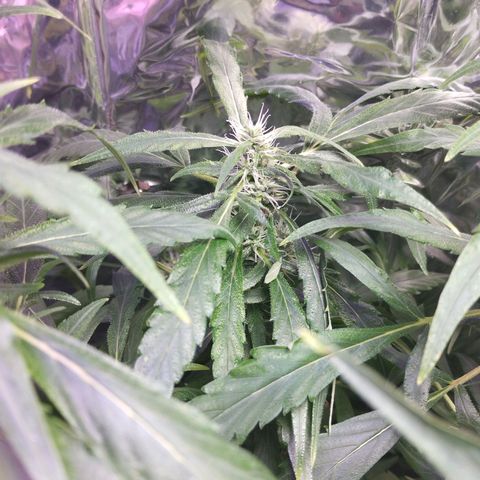 Skunk da matinha ♀️ growlog timeline photo