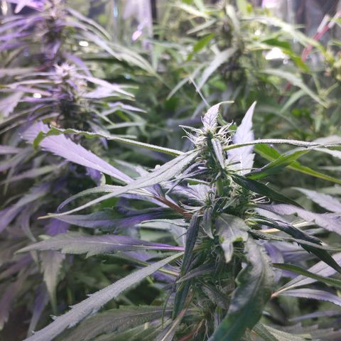 Skunk da matinha ♀️ growlog timeline photo