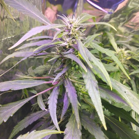 Skunk da matinha ♀️ growlog timeline photo