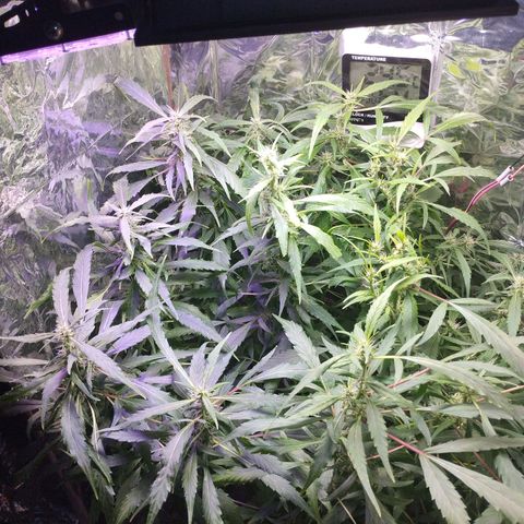 Skunk da matinha ♀️ growlog timeline photo