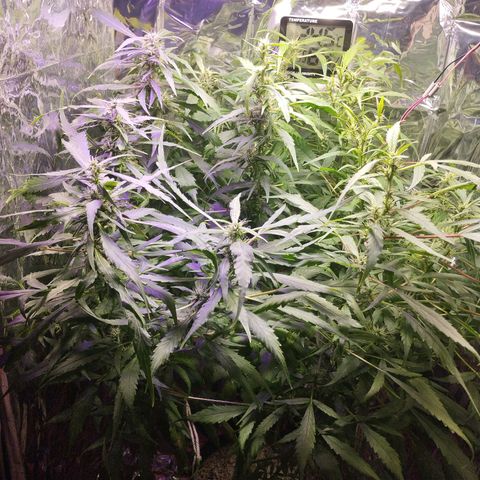 Skunk da matinha ♀️ growlog timeline photo