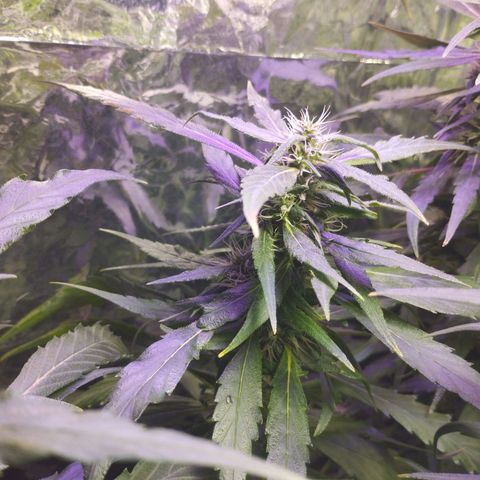Skunk da matinha ♀️ growlog timeline photo