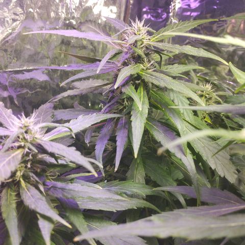 Skunk da matinha ♀️ growlog timeline photo