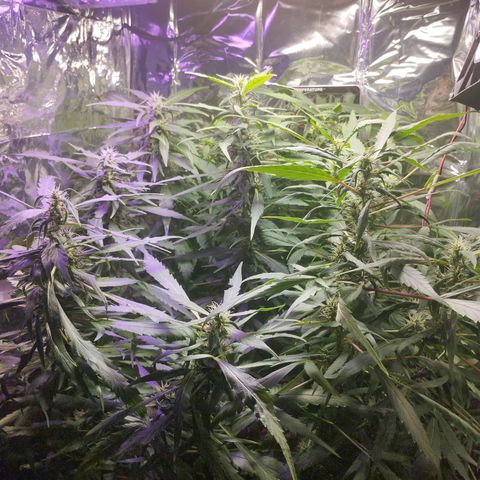 Skunk da matinha ♀️ growlog timeline photo