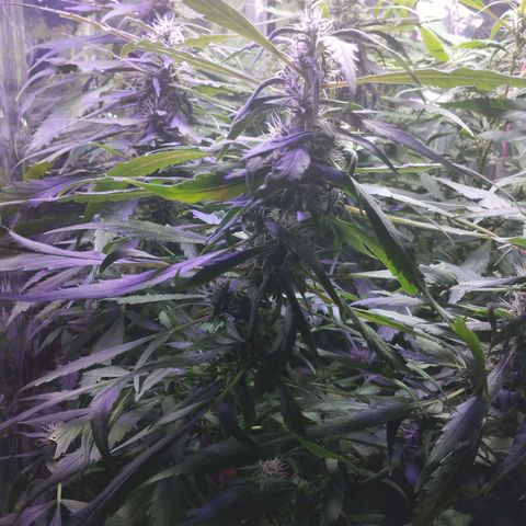 Skunk da matinha ♀️ growlog timeline photo