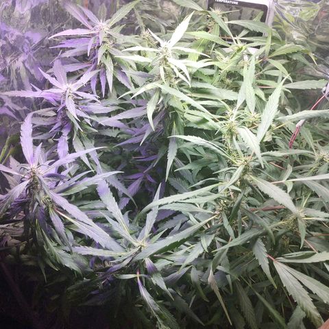 Skunk da matinha ♀️ growlog timeline photo