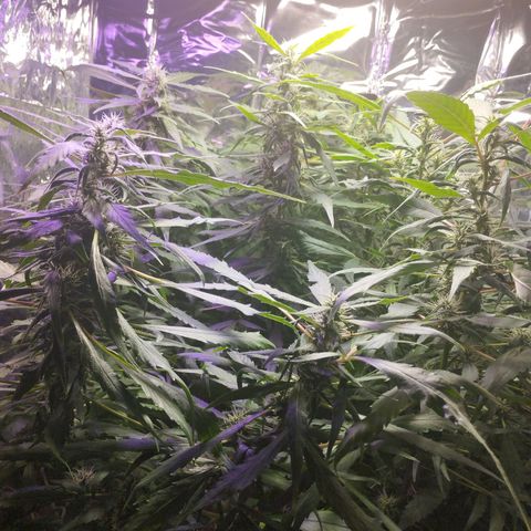 Skunk da matinha ♀️ growlog timeline photo