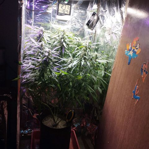 Skunk da matinha ♀️ growlog timeline photo