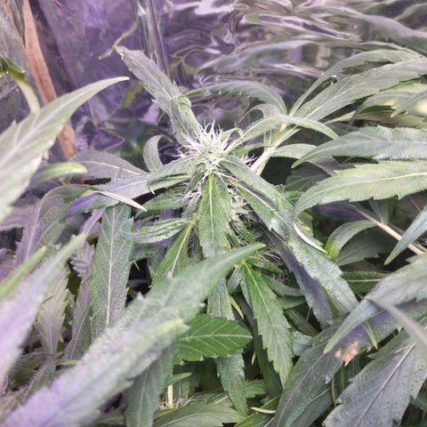 Skunk da matinha ♀️ growlog timeline photo