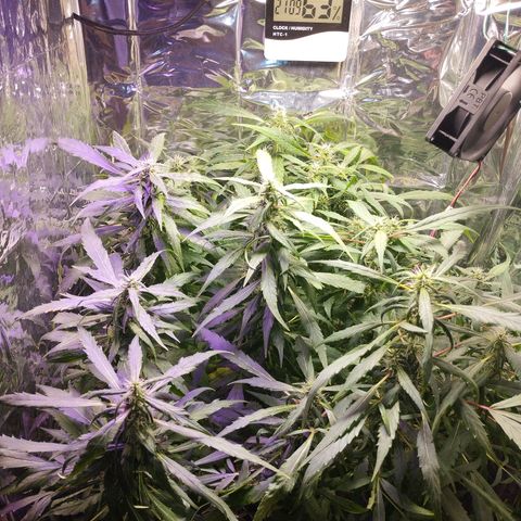 Skunk da matinha ♀️ growlog timeline photo