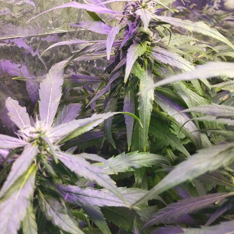 Skunk da matinha ♀️ growlog timeline photo