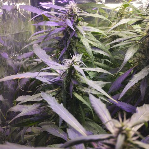 Skunk da matinha ♀️ growlog timeline photo