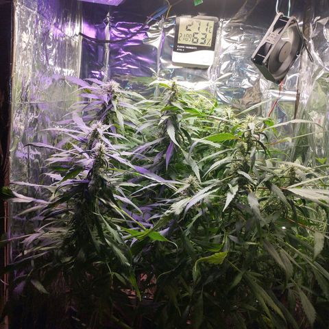 Skunk da matinha ♀️ growlog timeline photo