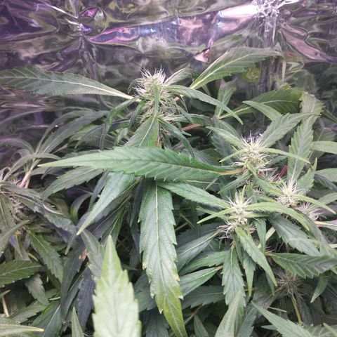 Skunk da matinha ♀️ growlog timeline photo