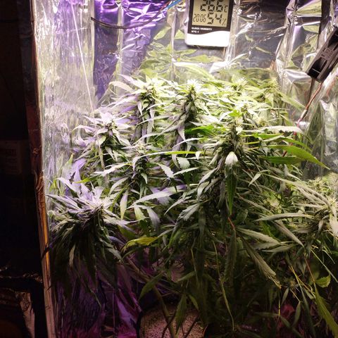 Skunk da matinha ♀️ growlog timeline photo