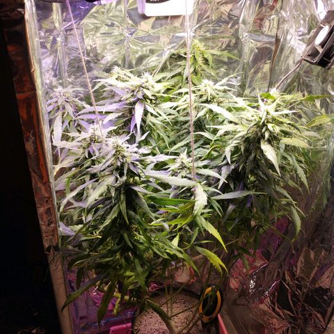 Skunk da matinha ♀️ growlog timeline photo
