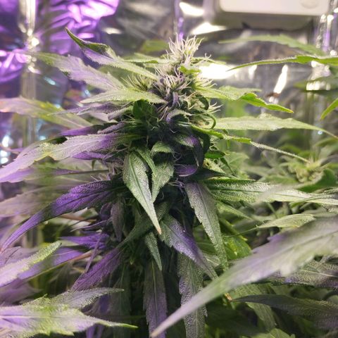 Skunk da matinha ♀️ growlog timeline photo