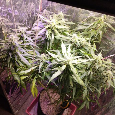 Skunk da matinha ♀️ growlog timeline photo