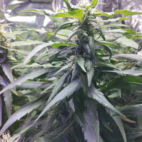 Skunk da matinha ♀️ growlog timeline photo