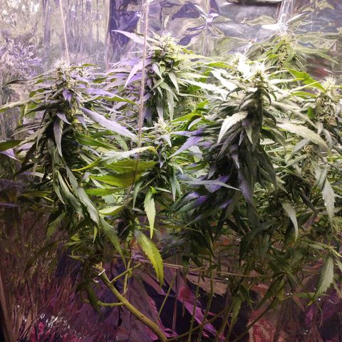 Skunk da matinha ♀️ growlog timeline photo