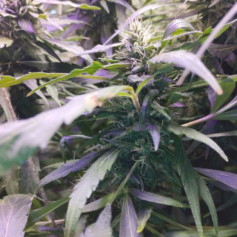 Skunk da matinha ♀️ growlog timeline photo