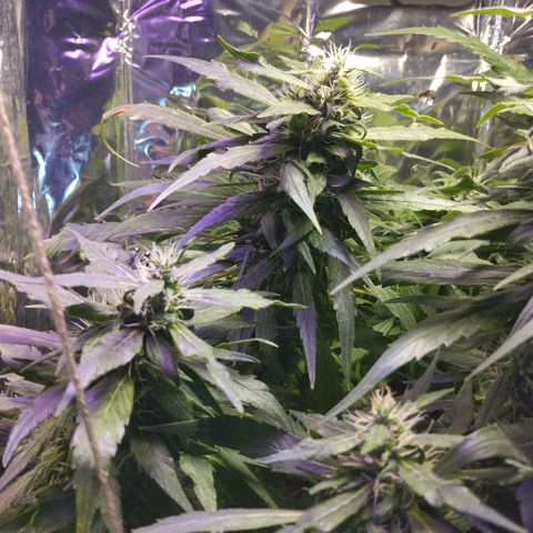 Skunk da matinha ♀️ growlog timeline photo