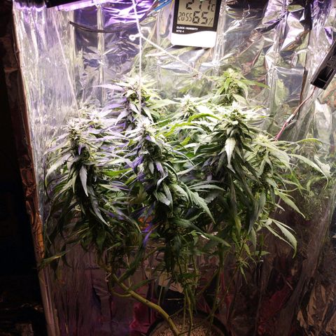 Skunk da matinha ♀️ growlog timeline photo