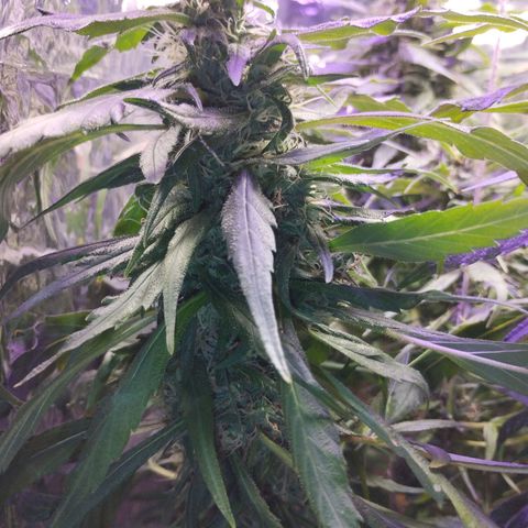 Skunk da matinha ♀️ growlog timeline photo