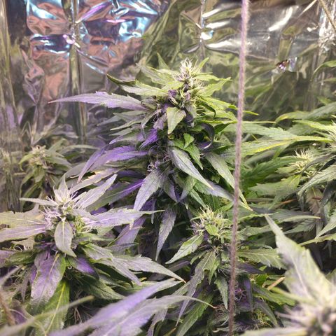Skunk da matinha ♀️ growlog timeline photo