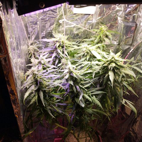Skunk da matinha ♀️ growlog timeline photo